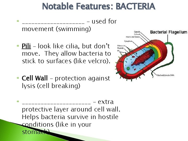 Notable Features: BACTERIA __________ – used for movement (swimming) Pili – look like cilia,