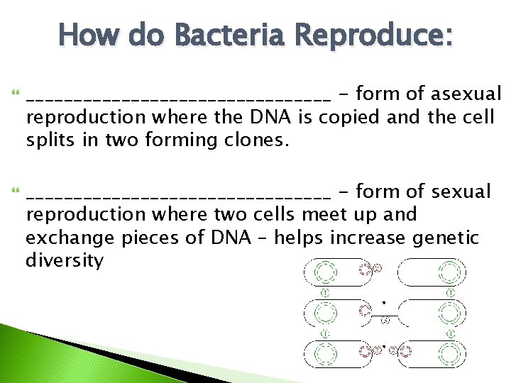 How do Bacteria Reproduce: ________________ - form of asexual reproduction where the DNA is