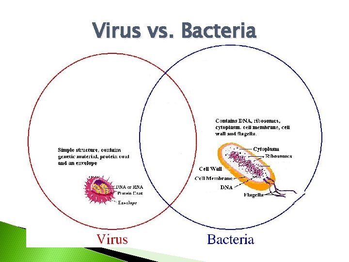 Virus vs. Bacteria 