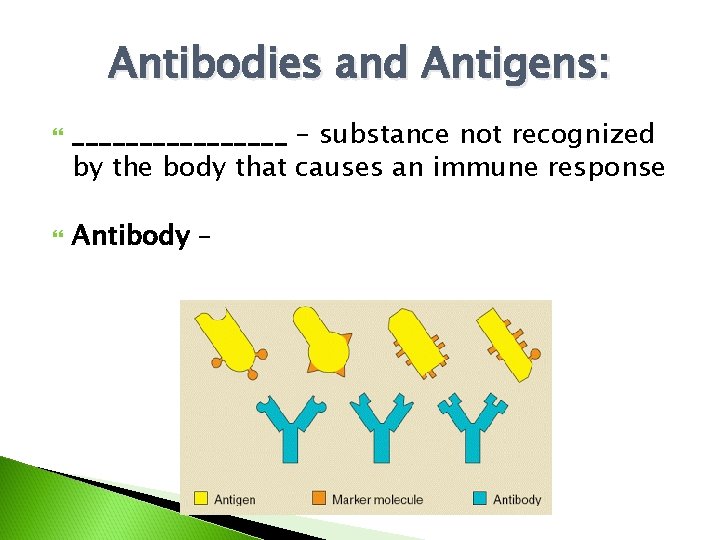 Antibodies and Antigens: ________ – substance not recognized by the body that causes an