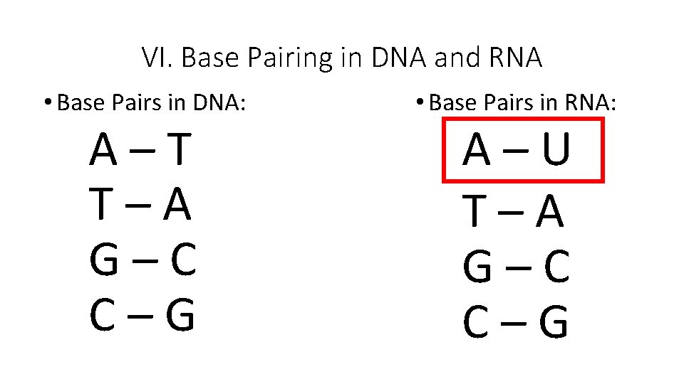 VI. Base Pairing in DNA and RNA • Base Pairs in DNA: A–T T–A VI. Base Pairing in DNA and RNA • Base Pairs in DNA: A–T T–A