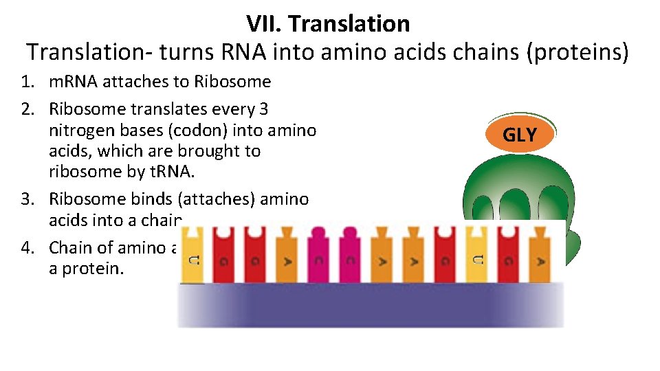 VII. Translation- turns RNA into amino acids chains (proteins) 1. m. RNA attaches to VII. Translation- turns RNA into amino acids chains (proteins) 1. m. RNA attaches to