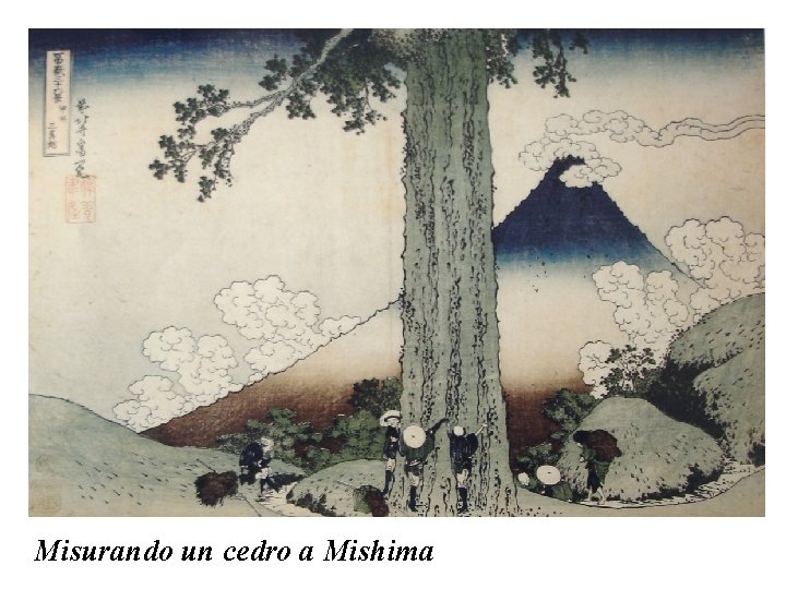 Misurando un cedro a Mishima 