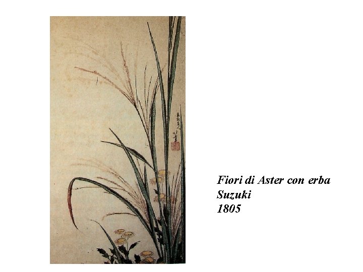 Fiori di Aster con erba Suzuki 1805 