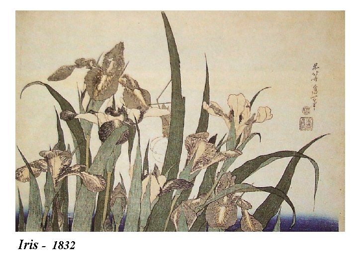Iris - 1832 
