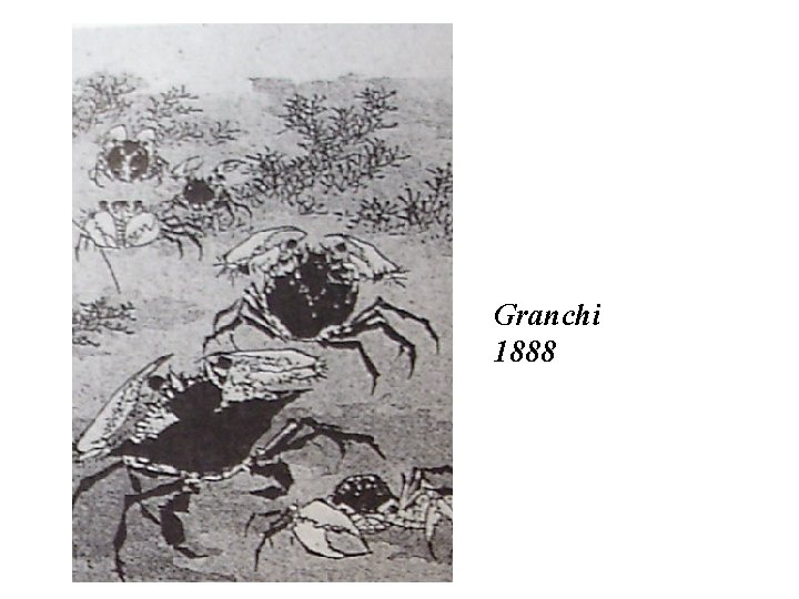 Granchi 1888 