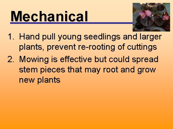 Mechanical 1. Hand pull young seedlings and larger plants, prevent re-rooting of cuttings 2.