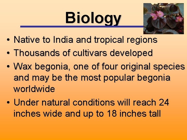 Biology • Native to India and tropical regions • Thousands of cultivars developed •