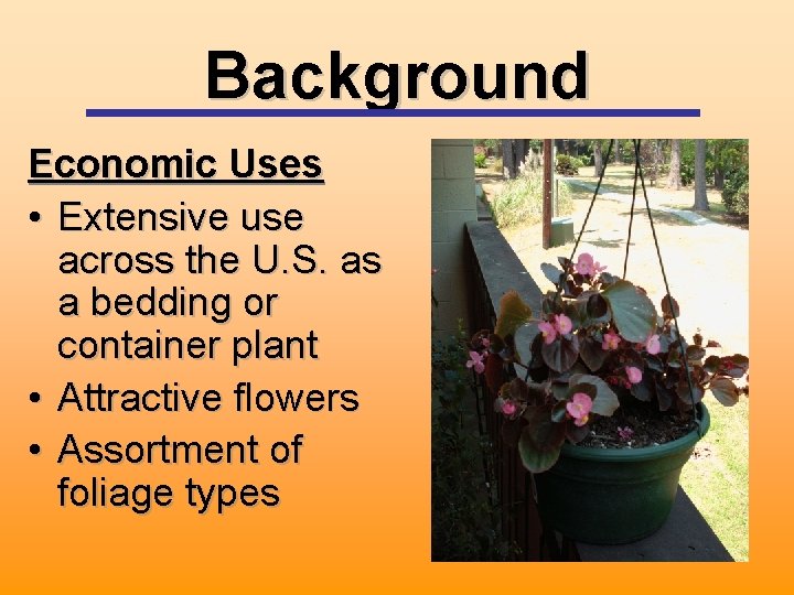 Background Economic Uses • Extensive use across the U. S. as a bedding or