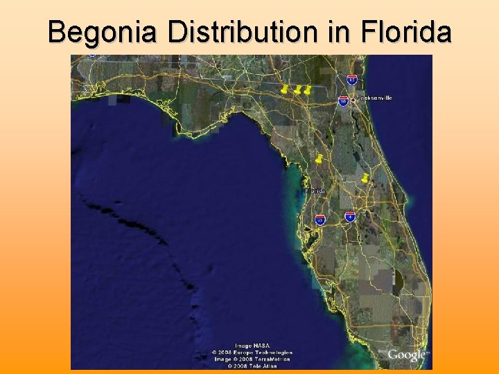 Begonia Distribution in Florida 