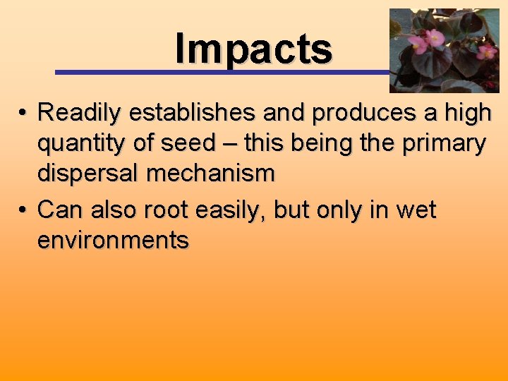 Impacts • Readily establishes and produces a high quantity of seed – this being