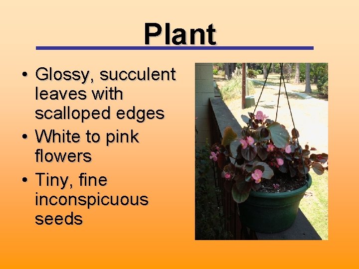 Plant • Glossy, succulent leaves with scalloped edges • White to pink flowers •