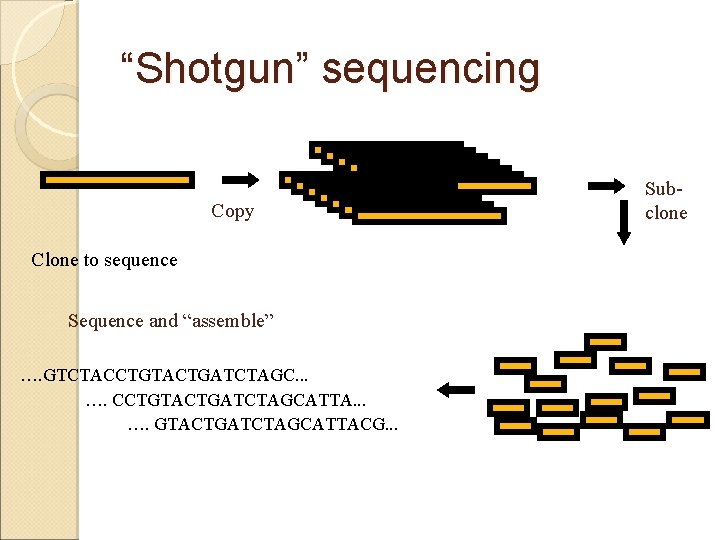 “Shotgun” sequencing Copy Clone to sequence Sequence and “assemble” …. GTCTACCTGTACTGATCTAGC. . . ….