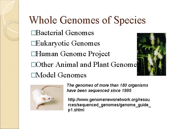 Whole Genomes of Species �Bacterial Genomes �Eukaryotic Genomes �Human Genome Project �Other Animal and