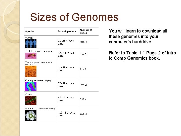 Sizes of Genomes You will learn to download all these genomes into your computer’s