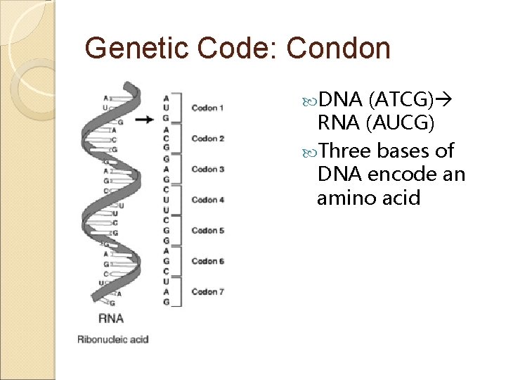 Genetic Code: Condon DNA (ATCG) RNA (AUCG) Three bases of DNA encode an amino