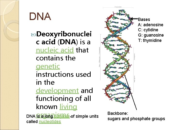 DNA Deoxyribonuclei c acid (DNA) is a nucleic acid that contains the genetic instructions