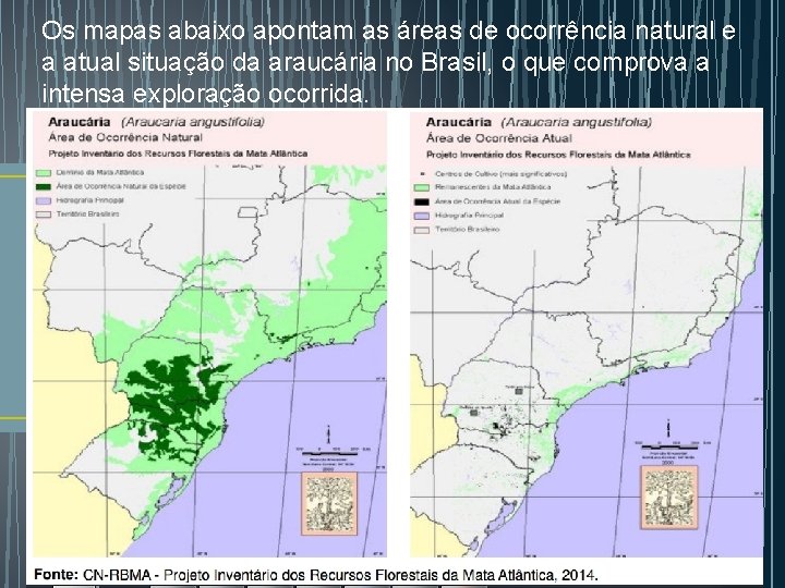 Os mapas abaixo apontam as áreas de ocorrência natural e a atual situação da