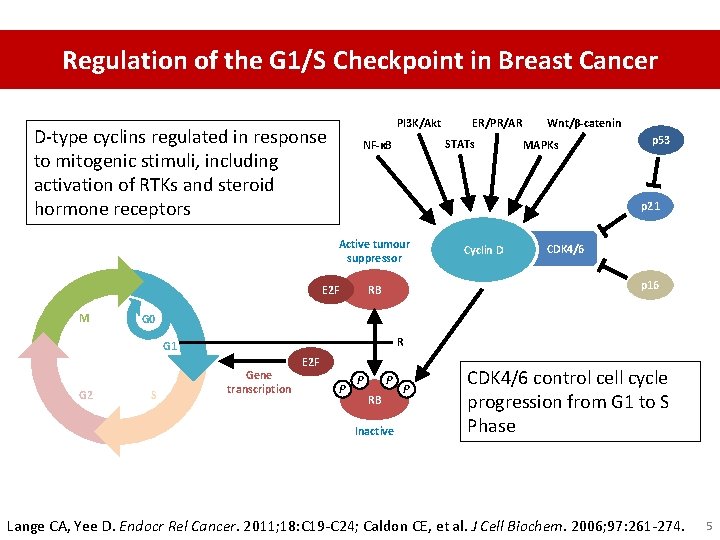 Regulation of the G 1/S Checkpoint in Breast Cancer Pl 3 K/Akt D-type cyclins