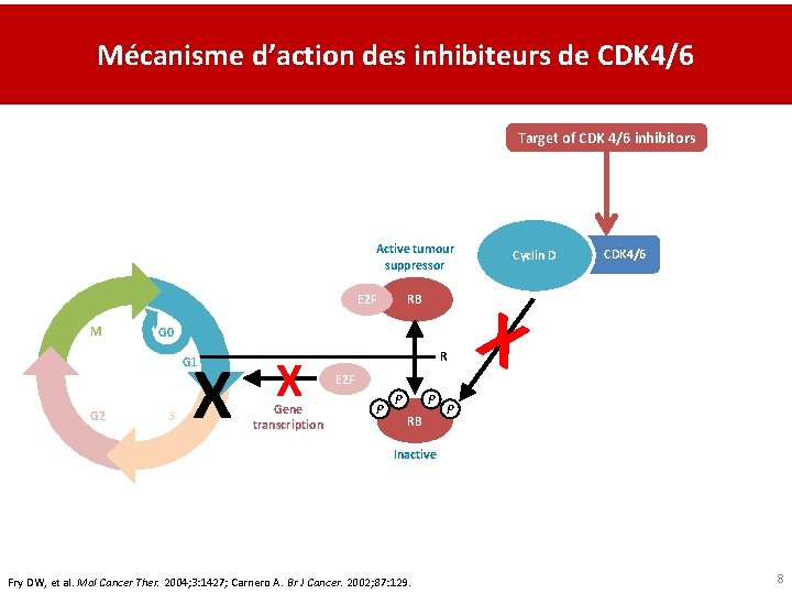 Mécanisme d’action des inhibiteurs de CDK 4/6 Target of CDK 4/6 inhibitors Active tumour