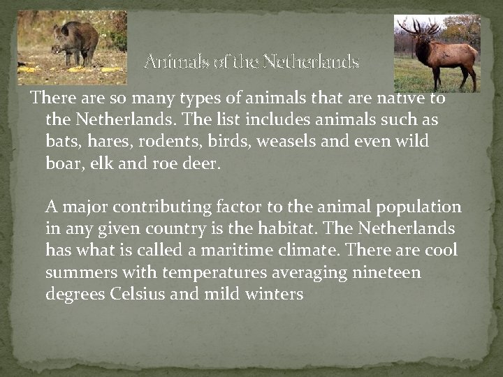 Animals of the Netherlands There are so many types of animals that are native