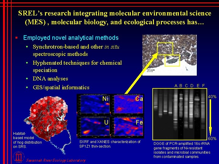 SREL’s research integrating molecular environmental science (MES) , molecular biology, and ecological processes has…