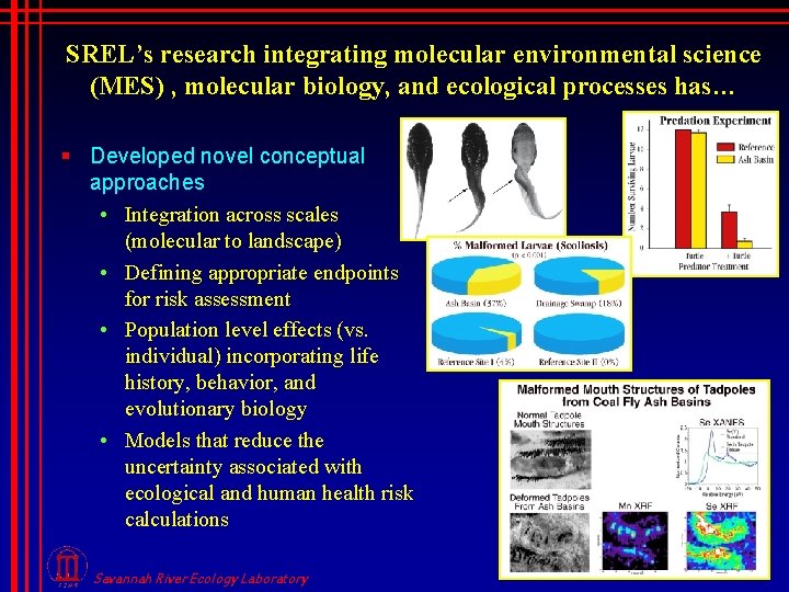 SREL’s research integrating molecular environmental science (MES) , molecular biology, and ecological processes has…