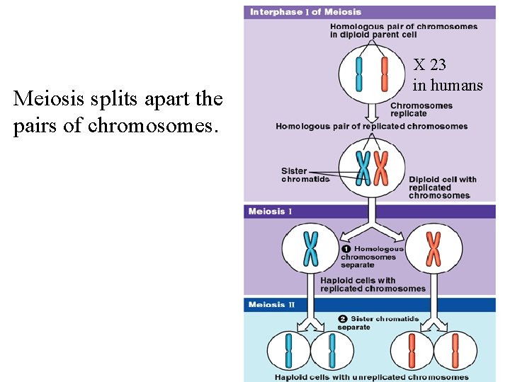 Meiosis splits apart the pairs of chromosomes. X 23 in humans 