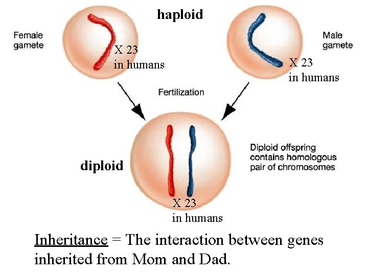 haploid X 23 in humans diploid X 23 in humans Inheritance = The interaction