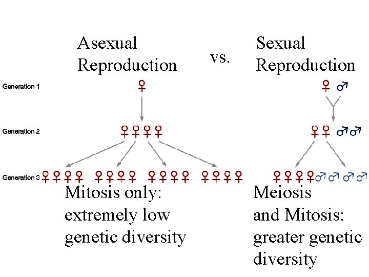 Asexual Reproduction Mitosis only: extremely low genetic diversity vs. Sexual Reproduction Meiosis and Mitosis: