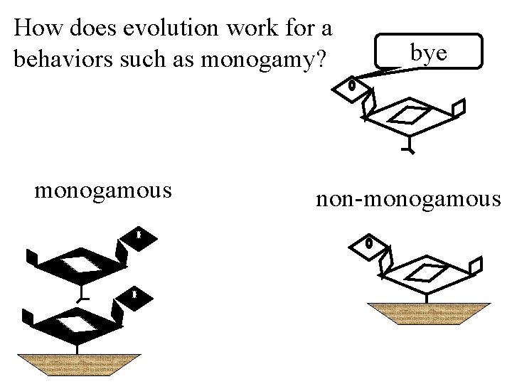 How does evolution work for a behaviors such as monogamy? monogamous bye non-monogamous 