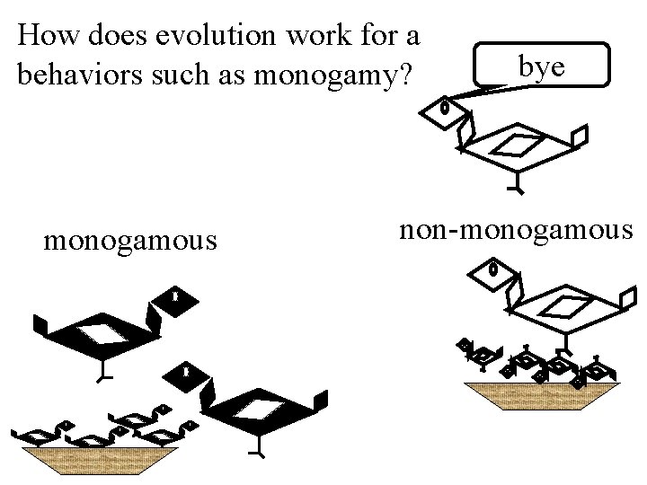 How does evolution work for a behaviors such as monogamy? monogamous bye non-monogamous 