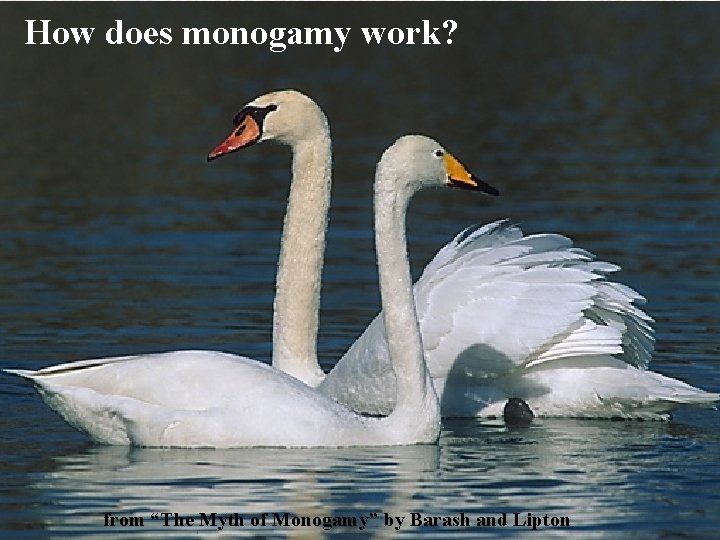 How does monogamy work? from “The Myth of Monogamy” by Barash and Lipton 