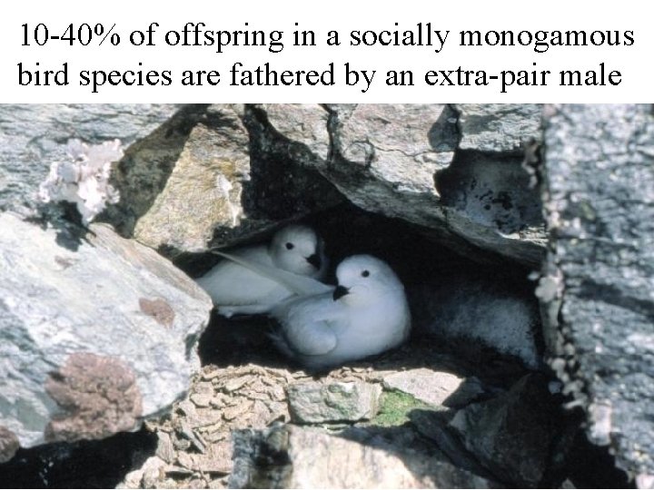 10 -40% of offspring in a socially monogamous bird species are fathered by an