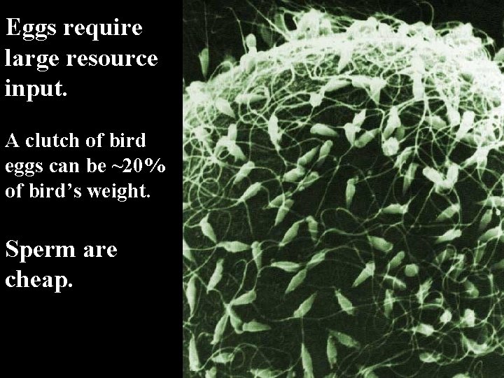 Eggs require large resource input. A clutch of bird eggs can be ~20% of