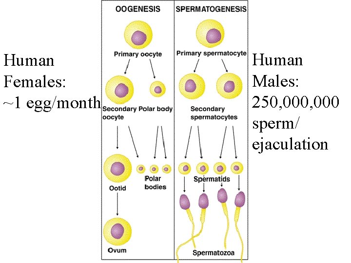 Human Females: ~1 egg/month Human Males: 250, 000 sperm/ ejaculation 