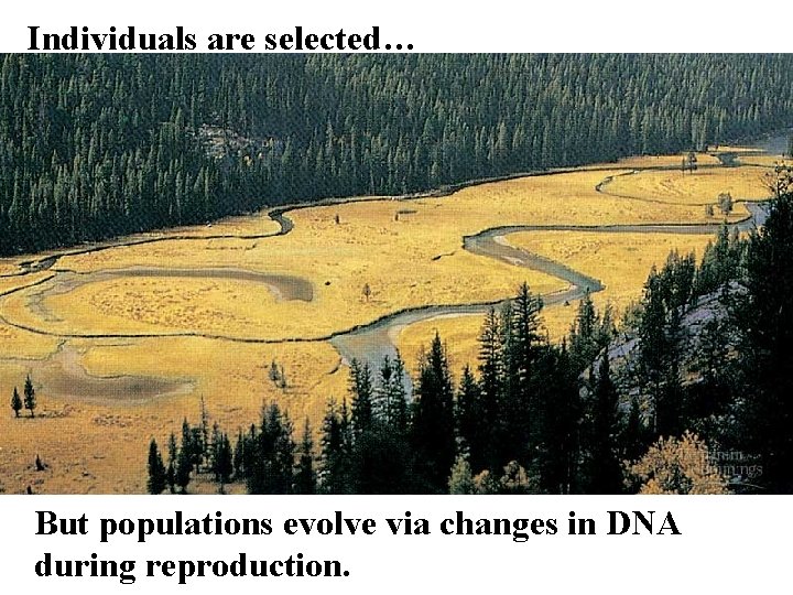 Individuals are selected… But populations evolve via changes in DNA during reproduction. 