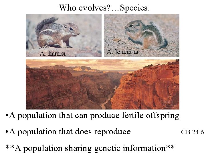 Who evolves? …Species. A. harrisi A. leucurus • A population that can produce fertile