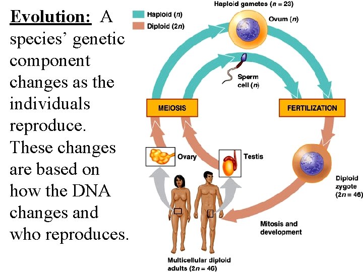 Evolution: A species’ genetic component changes as the individuals reproduce. These changes are based