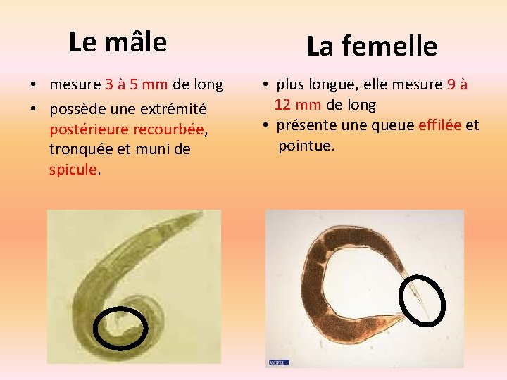 Le mâle • mesure 3 à 5 mm de long • possède une extrémité