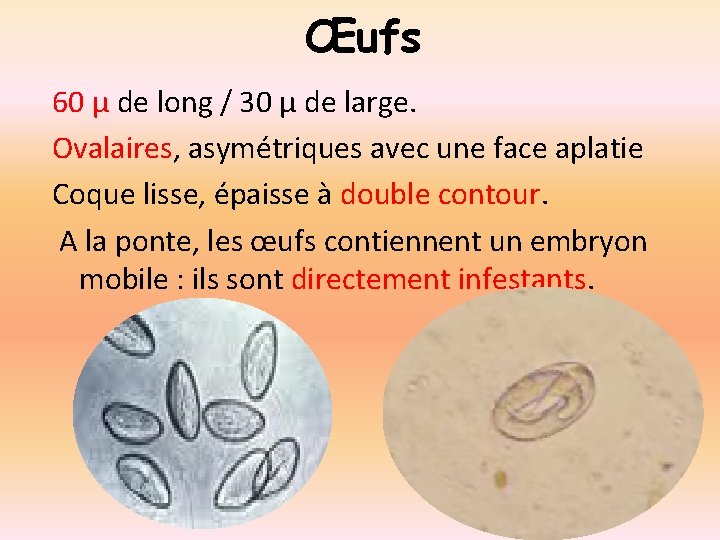 Œufs 60 µ de long / 30 µ de large. Ovalaires, asymétriques avec une