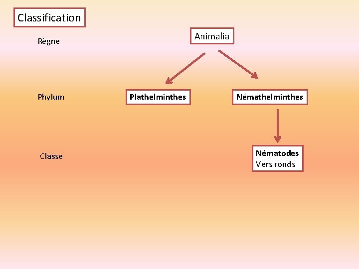 Classification Animalia Règne Phylum Classe Plathelminthes Nématodes Vers ronds 