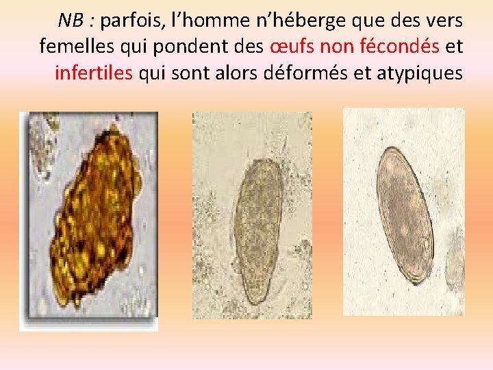 NB : parfois, l’homme n’héberge que des vers femelles qui pondent des œufs non