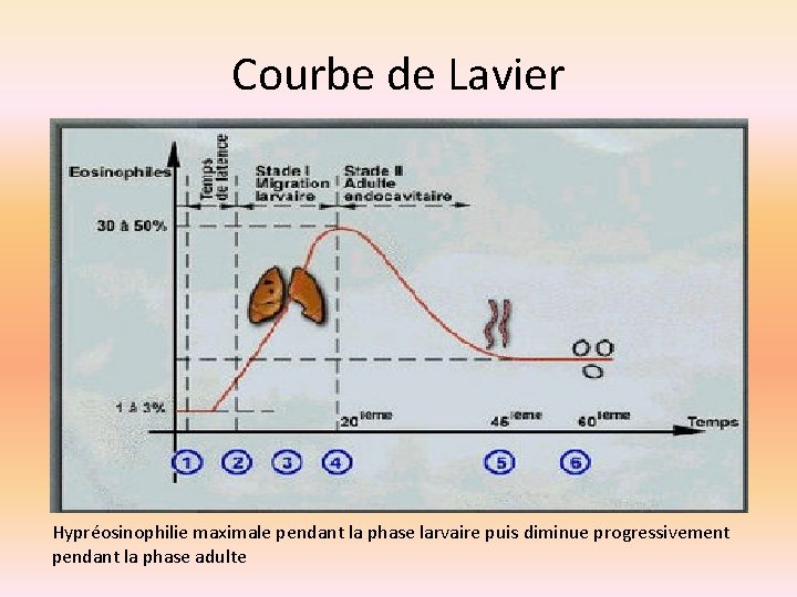 Courbe de Lavier Hypréosinophilie maximale pendant la phase larvaire puis diminue progressivement pendant la