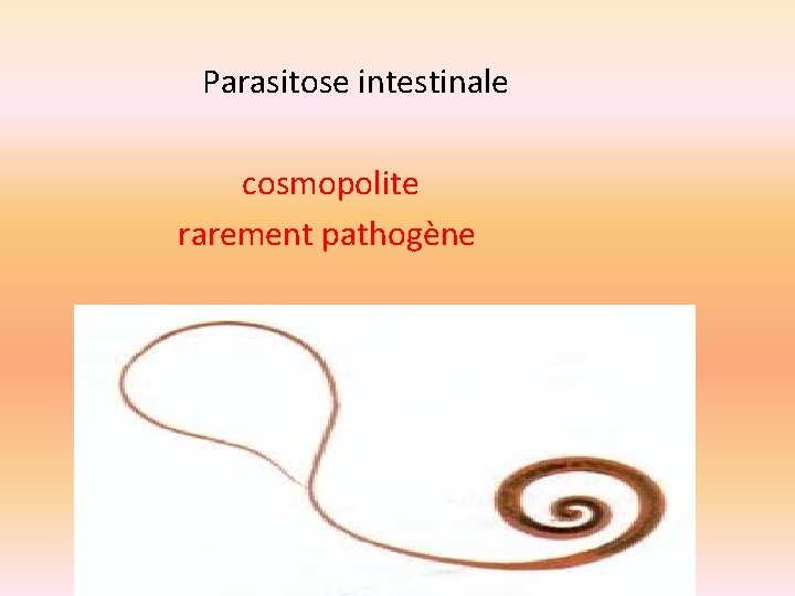 Parasitose intestinale cosmopolite rarement pathogène 