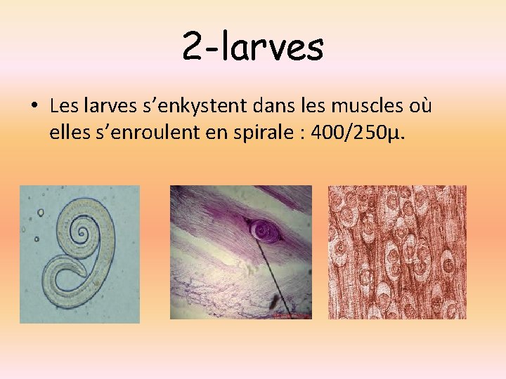 2 -larves • Les larves s’enkystent dans les muscles où elles s’enroulent en spirale