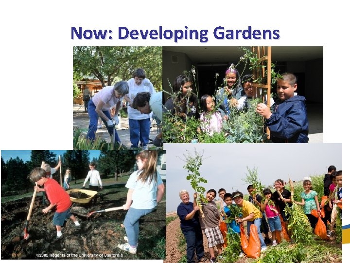 Now: Developing Gardens 