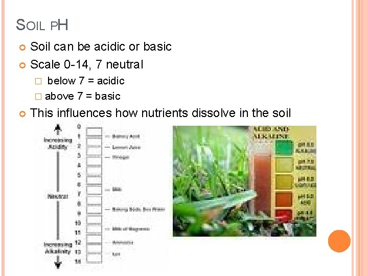SOIL PH Soil can be acidic or basic Scale 0 -14, 7 neutral below