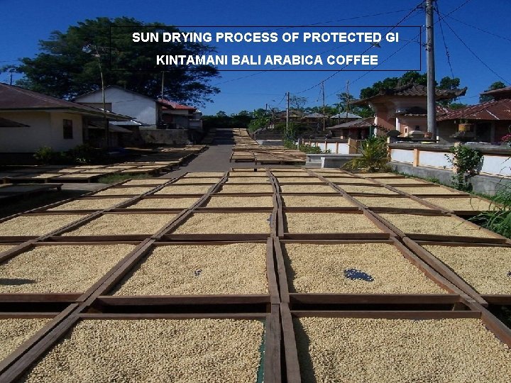 SUN DRYING PROCESS OF PROTECTED GI KINTAMANI BALI ARABICA COFFEE . 