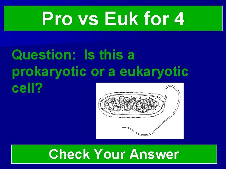 Pro vs Euk for 4 Question: Is this a prokaryotic or a eukaryotic cell?